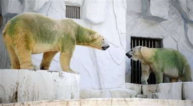 Белые медведи позеленели после посещения бассейна